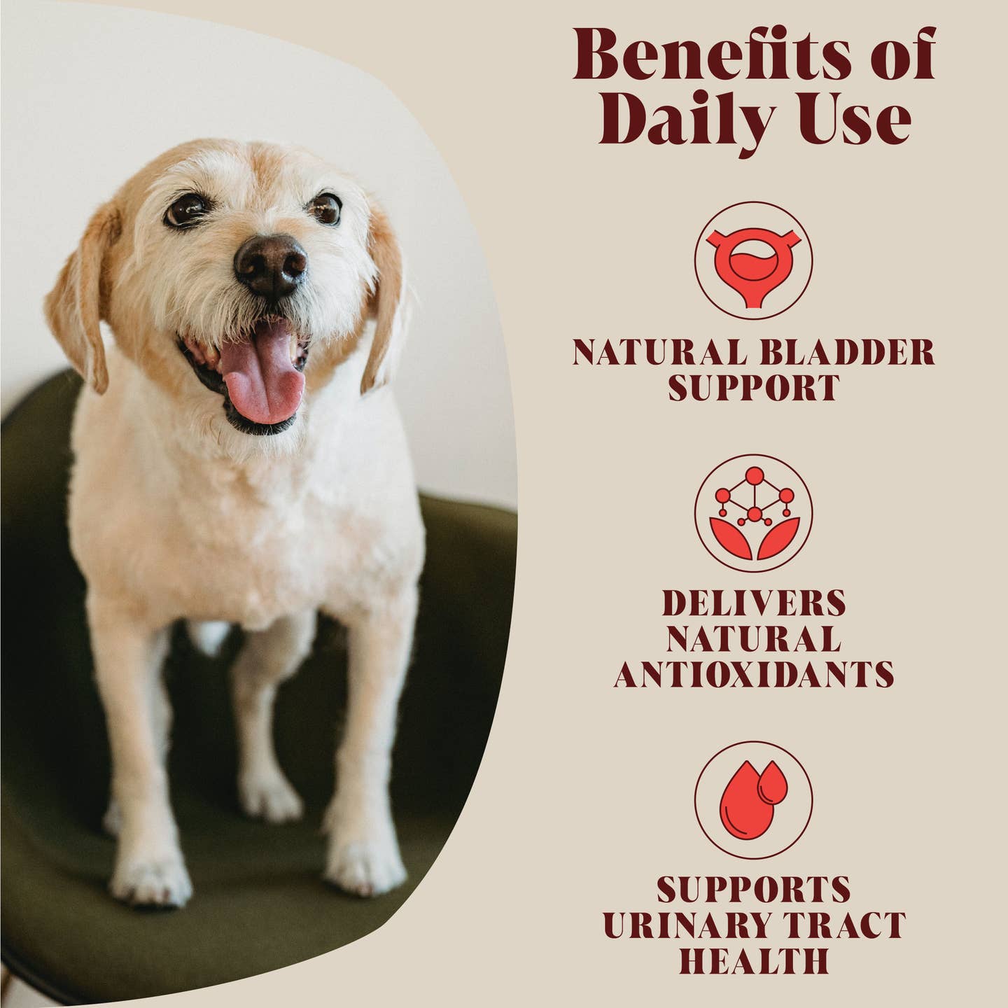 Urinary Cranberry For Dogs | 40 Servings